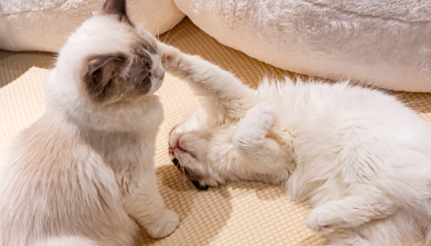 半年看10个项目，消费VC盯上宠物药